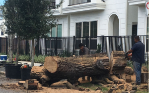 Houston Tree Removal Service