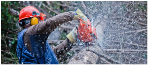 Tree Removal Services Houston