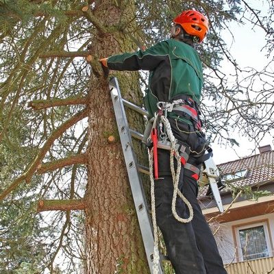 lumberjack climbing up a ladder